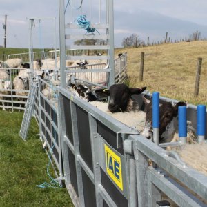 Sheep Handling