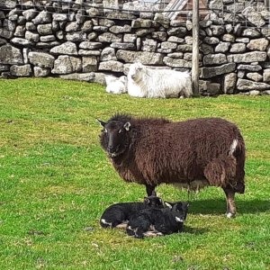 Sheep Health & Hygiene