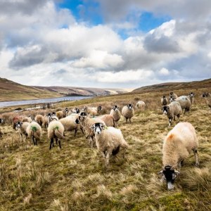 Markers & Tupping