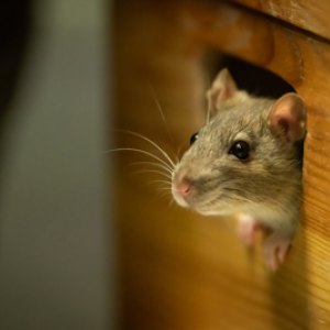 Rodent & Pest Control