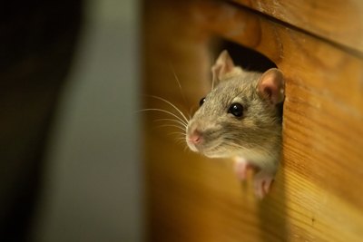 Rodent & Pest Control