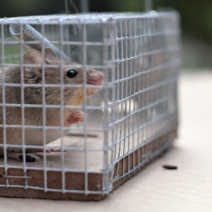 Rodent Traps