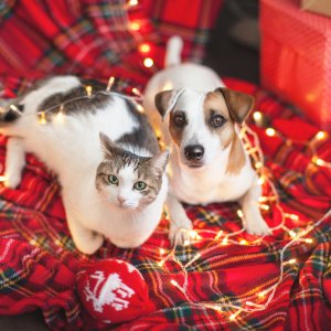 Gifts For Pets 