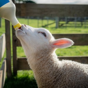 Lamb Teats & Feeders Lamb Teats & Feeders