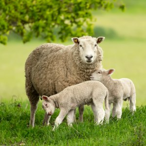 Birth Aids & Lubrication Birth Aids & Lubrication