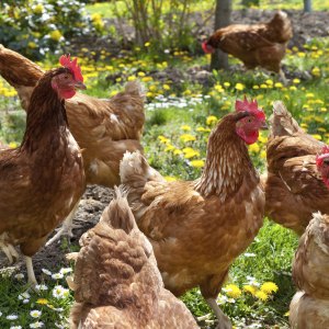 Poultry Treats