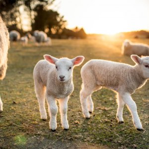Shop Farming By Brand