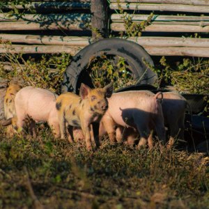 Pig Feeders 