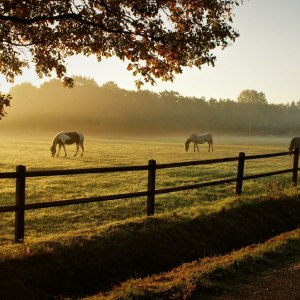 Shop Equine By Brand 