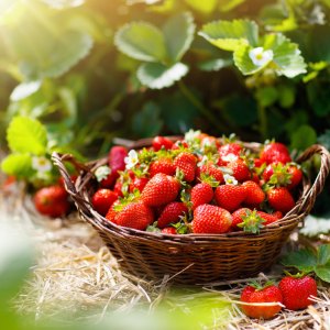 Fruit Fruit