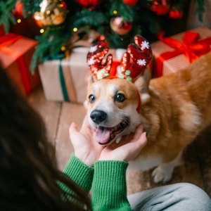 Christmas Gifts For Pets