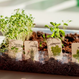 Growing Kits & Gift Packs Growing Kits & Gift Packs
