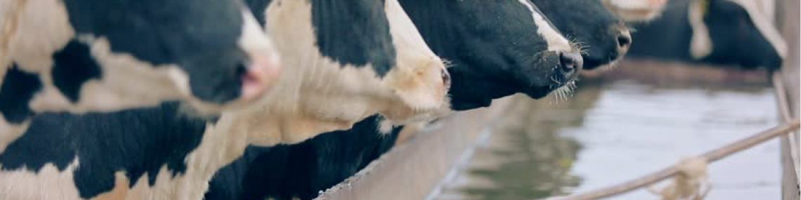 Livestock Drinkers