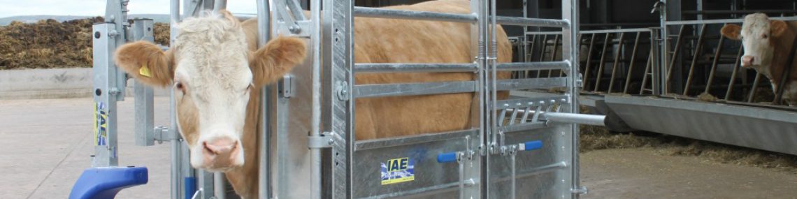 Cattle Crushes