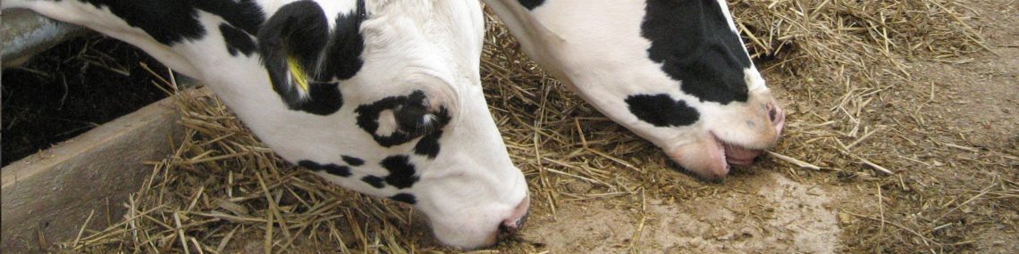 Cattle Feeding Equipment