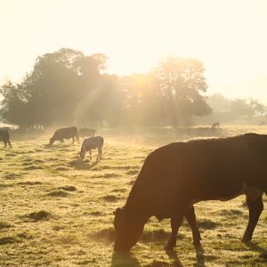 Farming