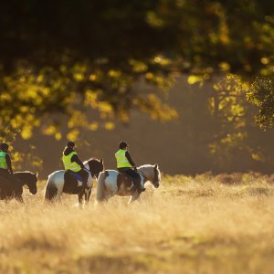 Equine