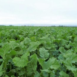 Forage Rape