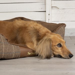 Dog Beds & Blankets