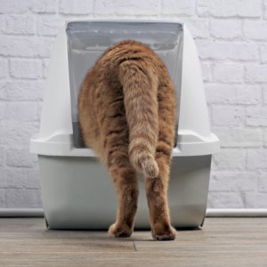 Cat Litter & Accessories