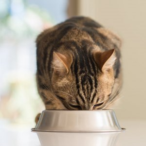Cat Bowls & Accessories