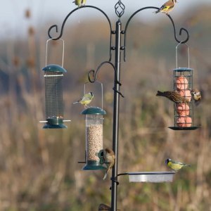 Bird Feeders & Accessories