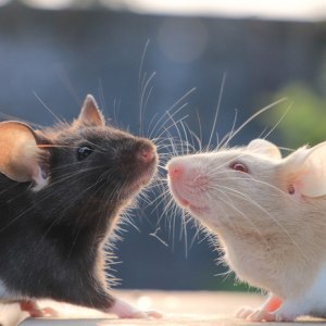 Hamster & Gerbil