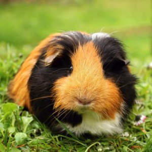 Guinea Pig