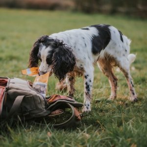 Working Dog 