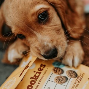 Puppy Treats