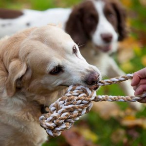 Ropes & Tugs