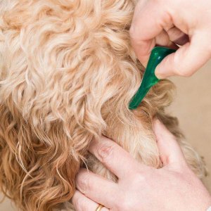 Flea, Tick & Worm Treatments