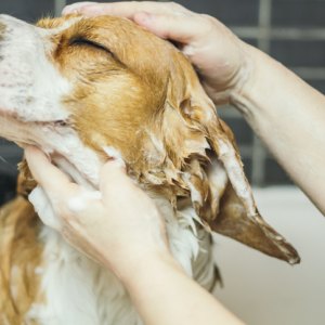 Dog Health & Care - Pet - Mole Avon