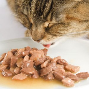 Wet Cat Food