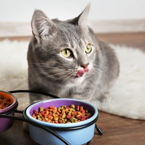 Dry Cat Food