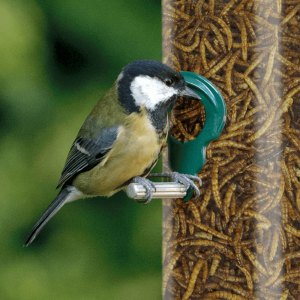 Mealworms