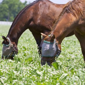 Fly & Midge Control