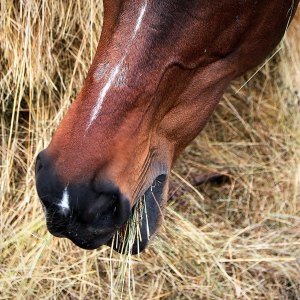 Buy Horse Feed Online