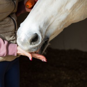 Horse Treats & Licks