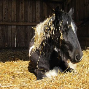 Stable Bedding