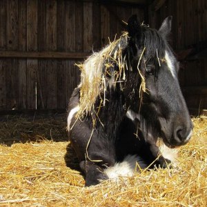 Buy Stable Bedding Online