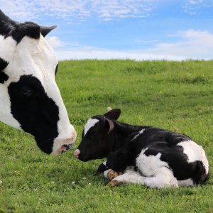 Scours & Colostrum