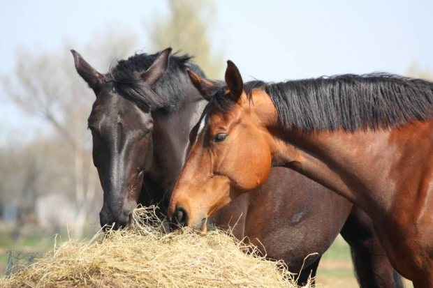How to Choose the Best Type of Forage for Your Horse