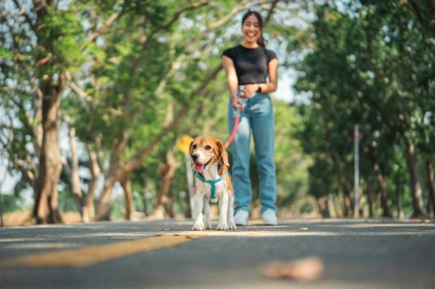 How to Keep Your Dog Healthy Through Every Season