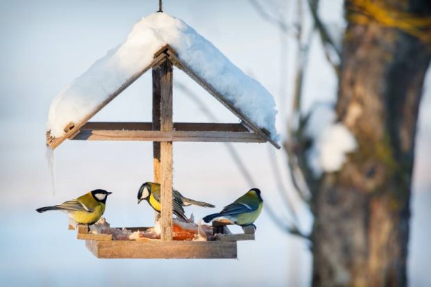 Winter Bird Feeding Advice to Support Your Garden Birds