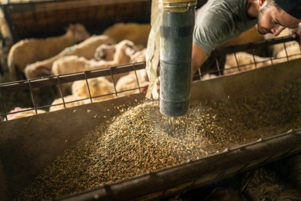 Lambing Supplies Checklist for Practical Use in February