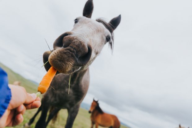 Horse Feeding Guide to Support Weight and Gut Health This Spring