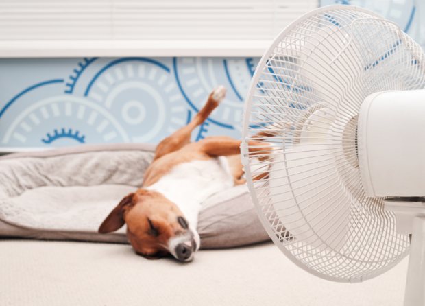 Keeping Dogs Cool in Summer on Working Farms