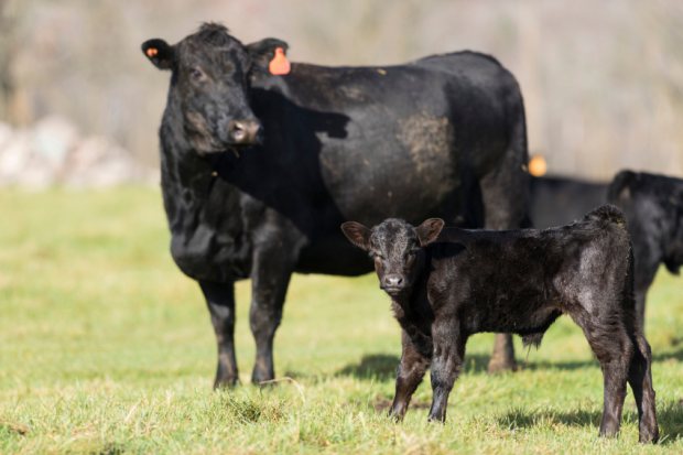 Stages of Calving in Cattle and Essential Supplies