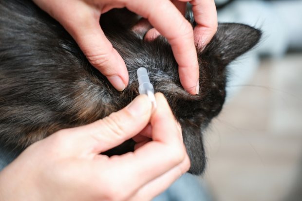 Flea Treatment for Cats and Dogs and Small Animals